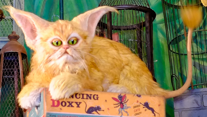 哪种魔法生物像家猫