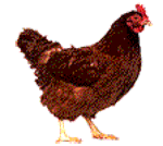 《抖音》养鸡表情包动图分享