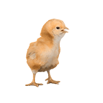 《抖音》养鸡表情包动图分享