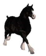 《抖音》养鸡表情包动图分享