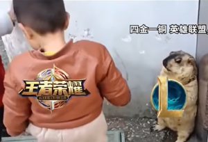 《抖音》四金一铜表情包分享