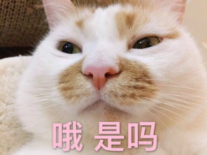 《抖音》Huh猫表情包分享