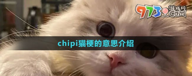 《抖音》chipi猫梗的意思介绍