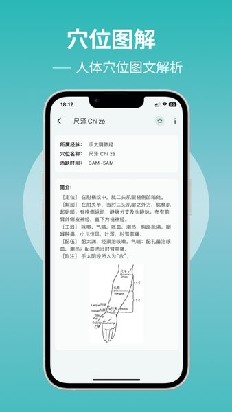 人体穴位图解截图(2)