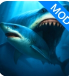 鲨鱼王国